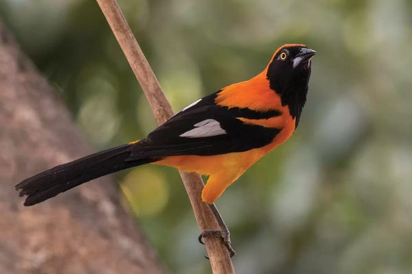 Ken Archer: Orange-backed troupial by Ken Archer