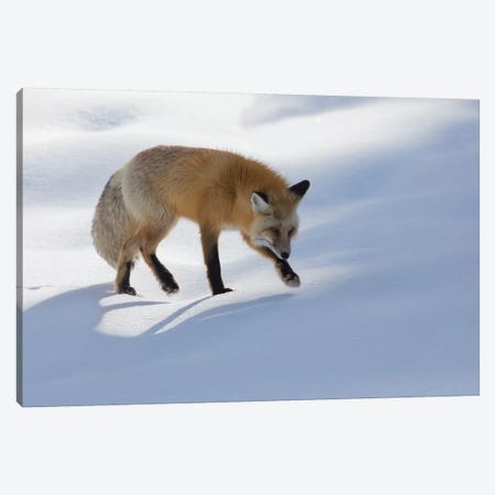 Red fox winter hunting Canvas Print #CHE105} by Ken Archer Canvas Artwork