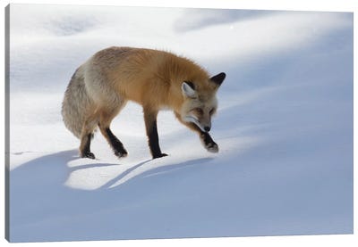 Red fox winter hunting Canvas Art Print