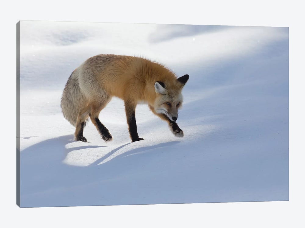 Red fox winter hunting by Ken Archer 1-piece Canvas Print