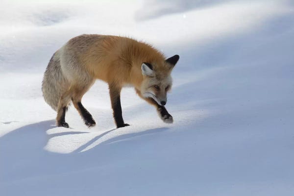 Ken Archer: Red fox winter hunting by Ken Archer