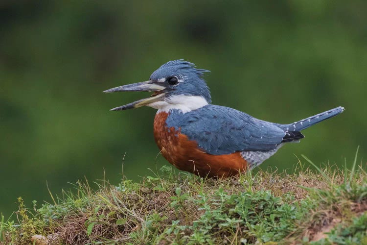 Ringed Kingfisher