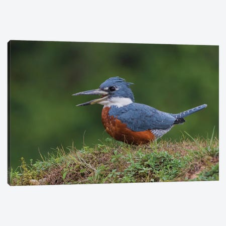 Ringed Kingfisher Canvas Print #CHE106} by Ken Archer Canvas Artwork