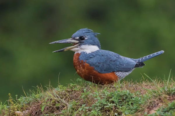 Ken Archer: Ringed Kingfisher by Ken Archer