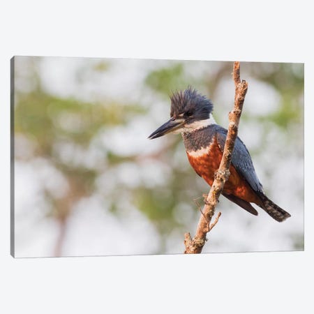 Ringed Kingfisher Canvas Print #CHE107} by Ken Archer Canvas Artwork