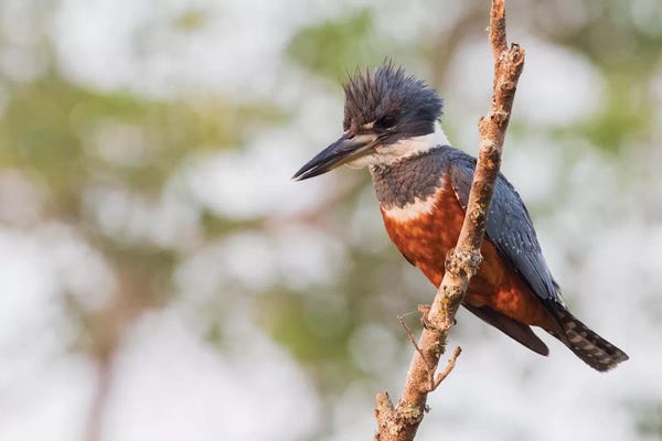Kingfishers: Ringed Kingfisher by Ken Archer