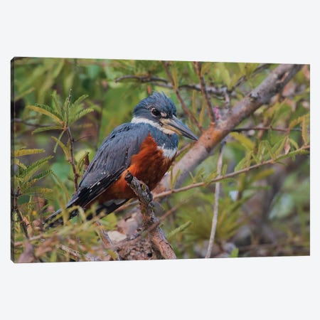 Ringed kingfisher Canvas Print #CHE108} by Ken Archer Canvas Art Print