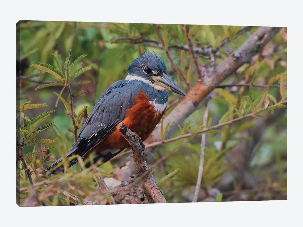 Ringed kingfisher by Ken Archer 1-piece Canvas Wall Art