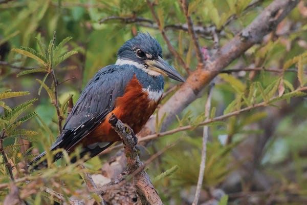 Kingfishers: Ringed kingfisher by Ken Archer