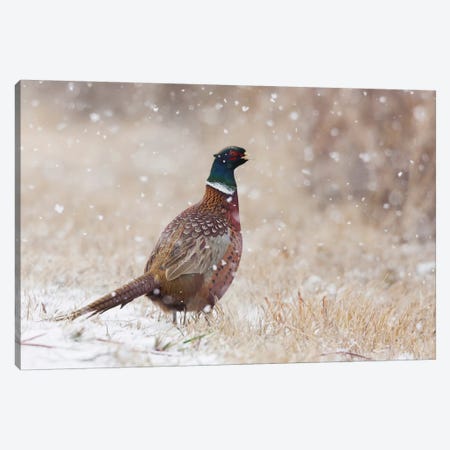 Ring-necked pheasant, Autumn snowflakes Canvas Print #CHE109} by Ken Archer Canvas Print