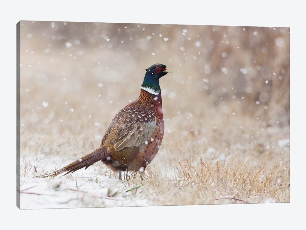 Ring-necked pheasant, Autumn snowflakes by Ken Archer 1-piece Canvas Art Print
