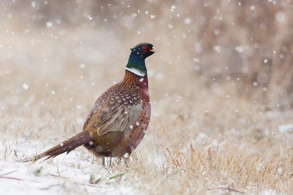 Ken Archer: Ring-necked pheasant, Autumn snowflakes by Ken Archer