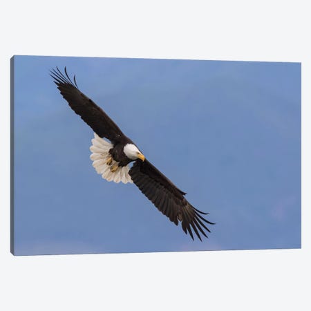Bald Eagle flying V Canvas Print #CHE10} by Ken Archer Canvas Art