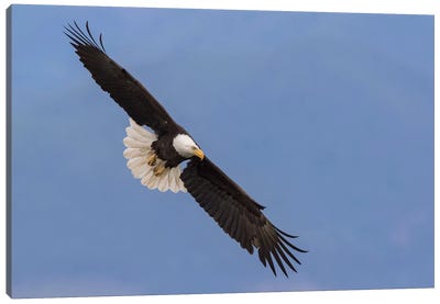 Bald Eagle flying V Canvas Art Print - Eagle Art