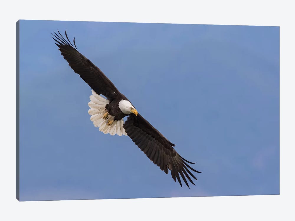 Bald Eagle flying V by Ken Archer 1-piece Canvas Art Print
