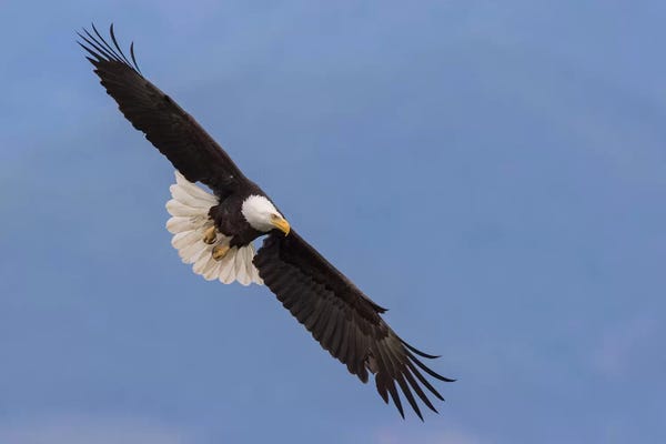 Ken Archer: Bald Eagle flying V by Ken Archer