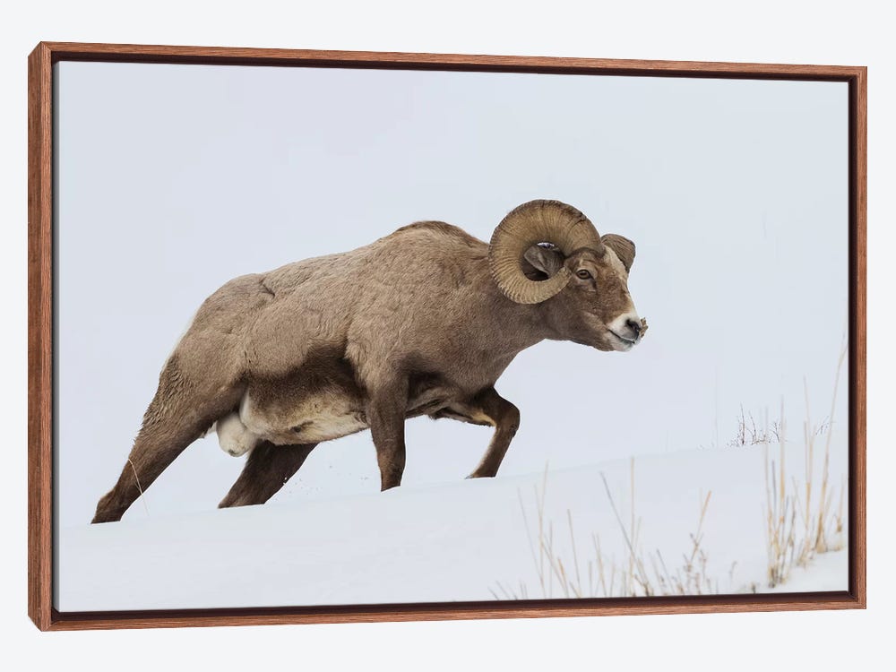 Rocky Mountain bighorn sheep ram Canvas - Canvas Wall Art | Ken 