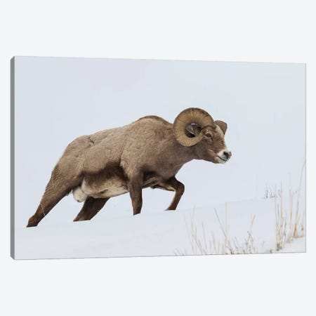 Rocky Mountain bighorn sheep ram Canvas Print #CHE110} by Ken Archer Canvas Art