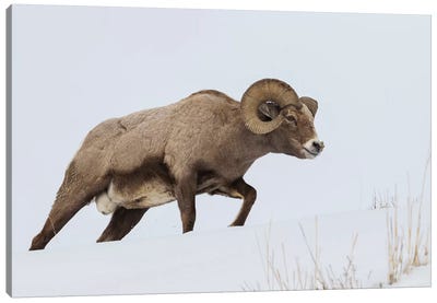 Rocky Mountain bighorn sheep ram Canvas Art Print