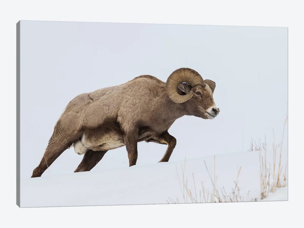 Rocky Mountain bighorn sheep ram by Ken Archer 1-piece Canvas Print
