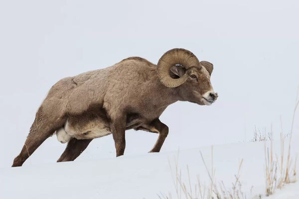 Ken Archer: Rocky Mountain bighorn sheep ram by Ken Archer