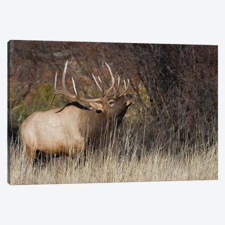 Rocky Mountain bull elk Canvas Print #CHE111} by Ken Archer Canvas Artwork