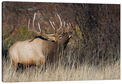 Rocky Mountain bull elk Canvas Art Print - Elk Art