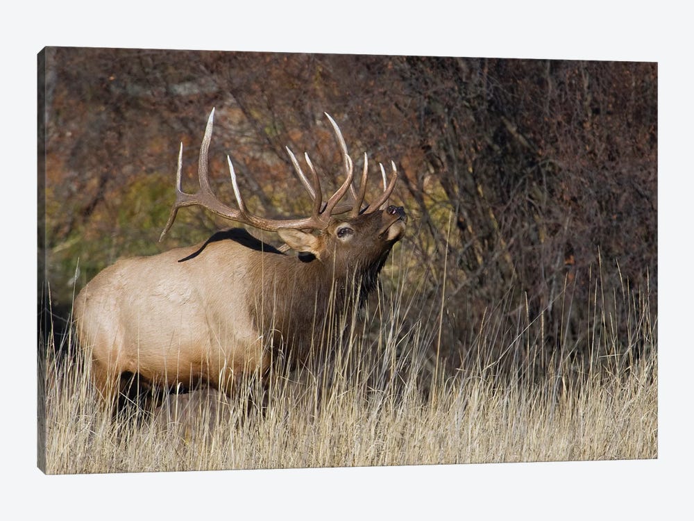 Rocky Mountain bull elk by Ken Archer 1-piece Canvas Artwork
