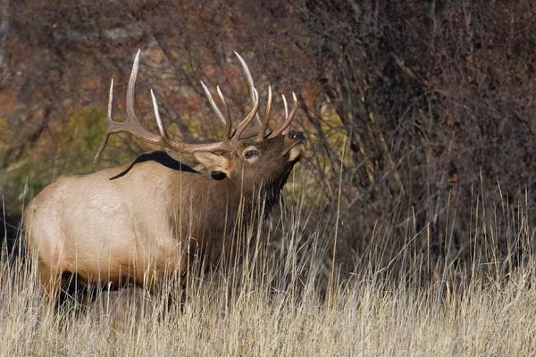 Elk: Rocky Mountain bull elk by Ken Archer