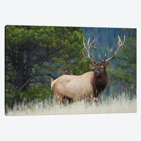 Rocky Mountain bull elk Canvas Print #CHE112} by Ken Archer Canvas Art