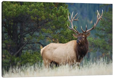 Rocky Mountain bull elk Canvas Art Print - Elk Art