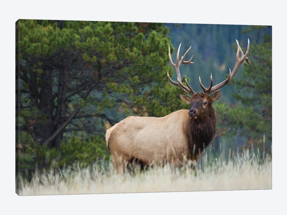 Rocky Mountain bull elk by Ken Archer 1-piece Canvas Print