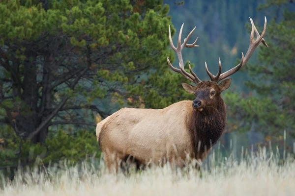 Deer: Rocky Mountain bull elk by Ken Archer