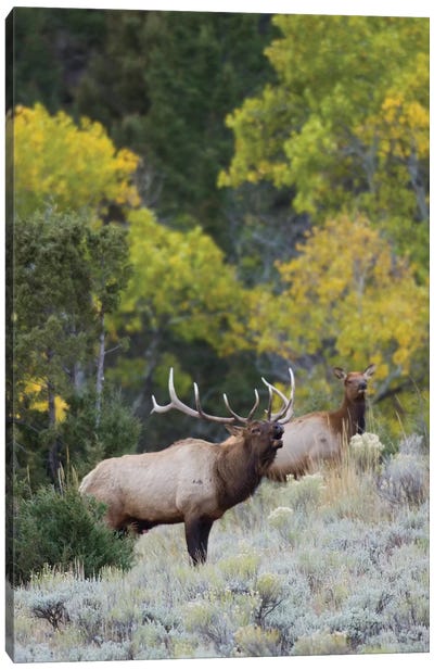 Rocky Mountain bull elk bugling Canvas Art Print