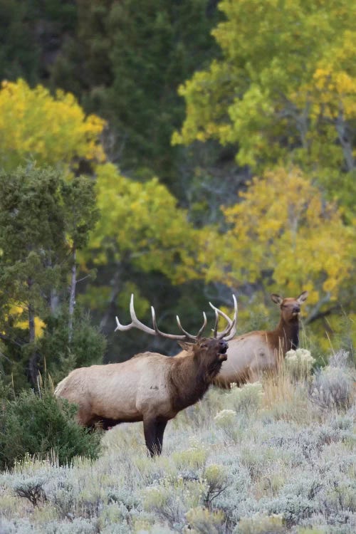 Rocky Mountain bull elk bugling