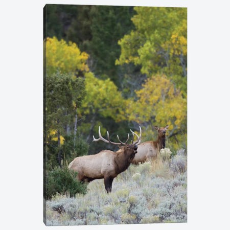 Rocky Mountain bull elk bugling Canvas Print #CHE113} by Ken Archer Canvas Wall Art