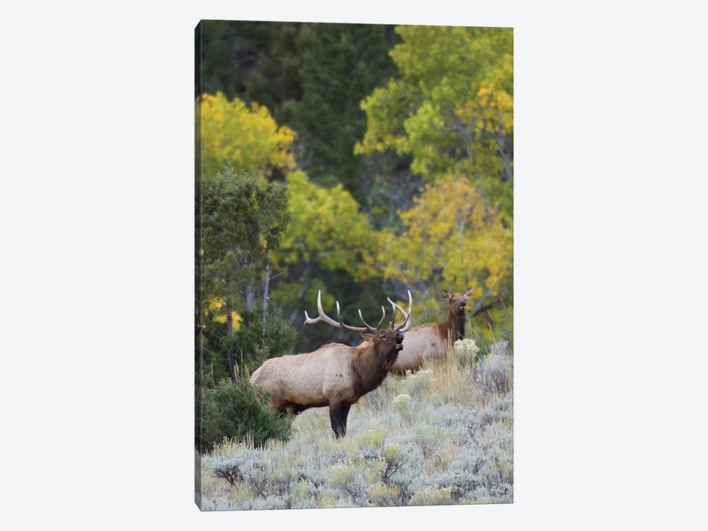 Rocky Mountain bull elk bugling Canvas Artwork by Ken Archer | iCanvas