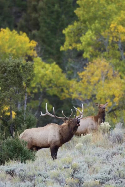 Elk: Rocky Mountain bull elk bugling by Ken Archer