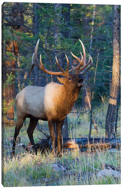 Rocky Mountain bull elk bugling Canvas Art Print - Deer Art