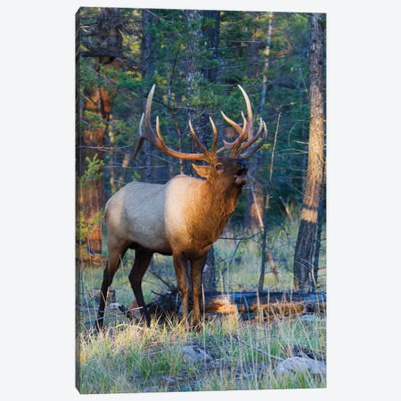 Rocky Mountain bull elk bugling Canvas Print #CHE114} by Ken Archer Art Print