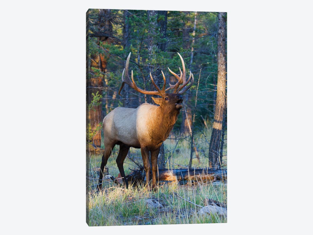 Rocky Mountain bull elk bugling by Ken Archer 1-piece Art Print