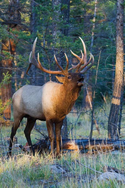 Elk: Rocky Mountain bull elk bugling by Ken Archer