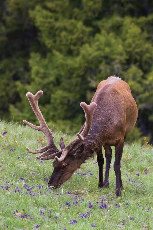 Rocky Mountain bull elk early summer foraging among forest monkshood