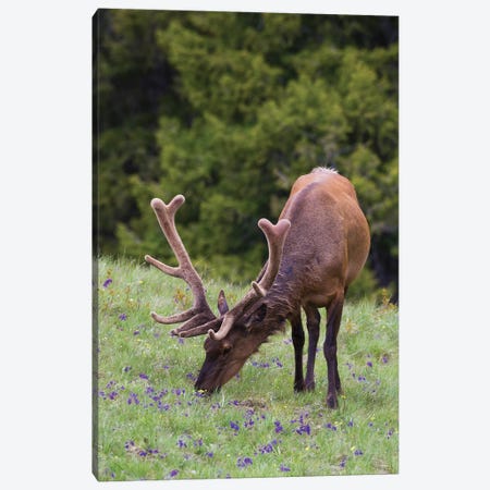 Rocky Mountain bull elk early summer foraging among forest monkshood Canvas Print #CHE115} by Ken Archer Canvas Print
