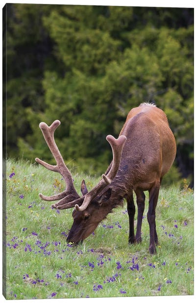 Rocky Mountain bull elk early summer foraging among forest monkshood Canvas Art Print