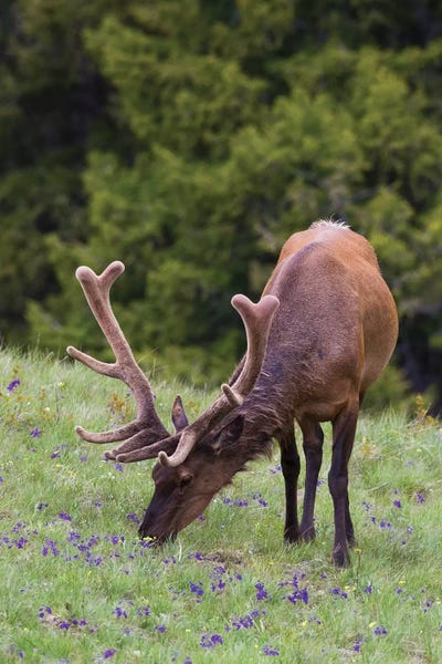 Ken Archer: Rocky Mountain bull elk early summer foraging among forest monkshood by Ken Archer