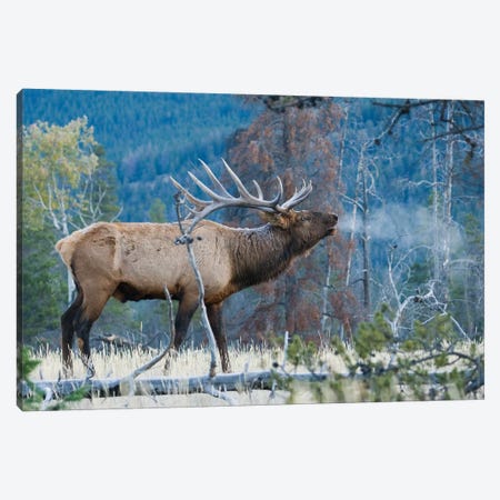 Rocky Mountain bull elk morning bugle Canvas Print #CHE116} by Ken Archer Canvas Print