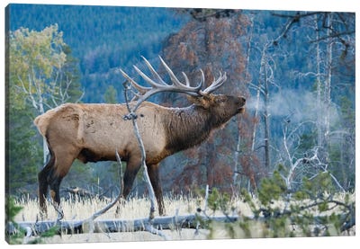 Rocky Mountain bull elk morning bugle Canvas Art Print