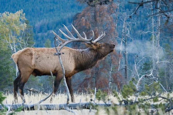 Ken Archer: Rocky Mountain bull elk morning bugle by Ken Archer