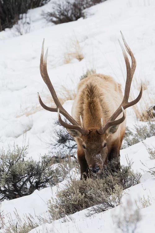 Rocky Mountain bull elk, winter survival